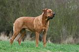 TOSA INU 497